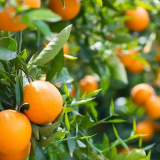 Orange grove close up